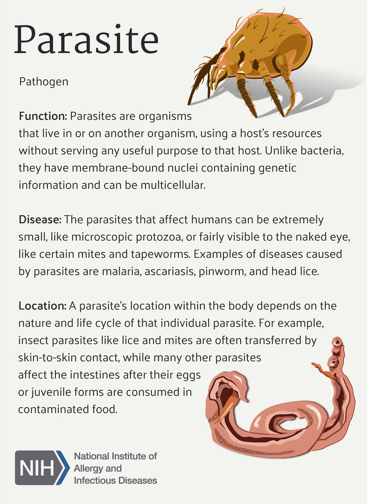 what is parasite about